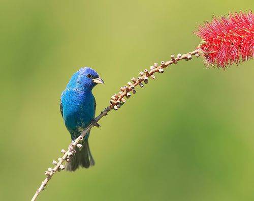 Indigo bunting -Индиговый овсянковый кардинал