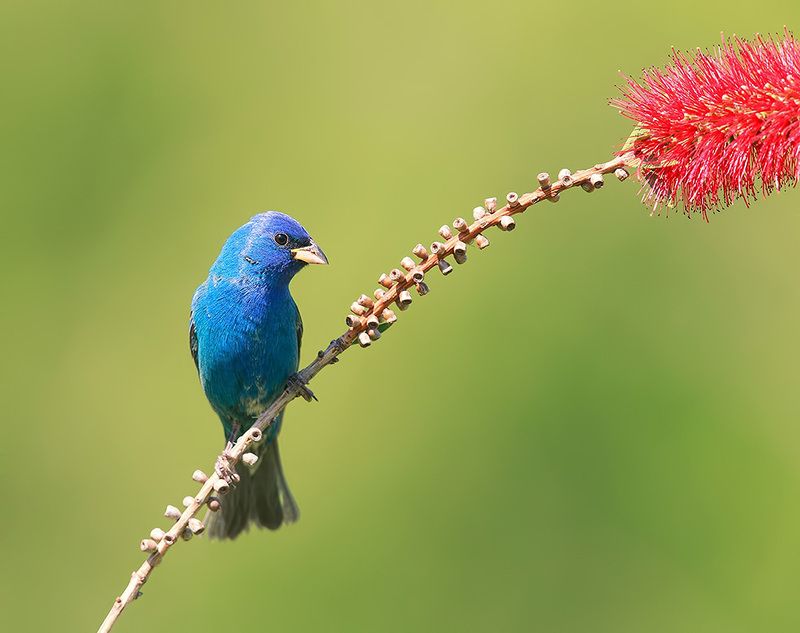 индиговый овсянковый кардинал,indigo bunting, кардинал, весна Indigo bunting -Индиговый овсянковый кардинал фото превью