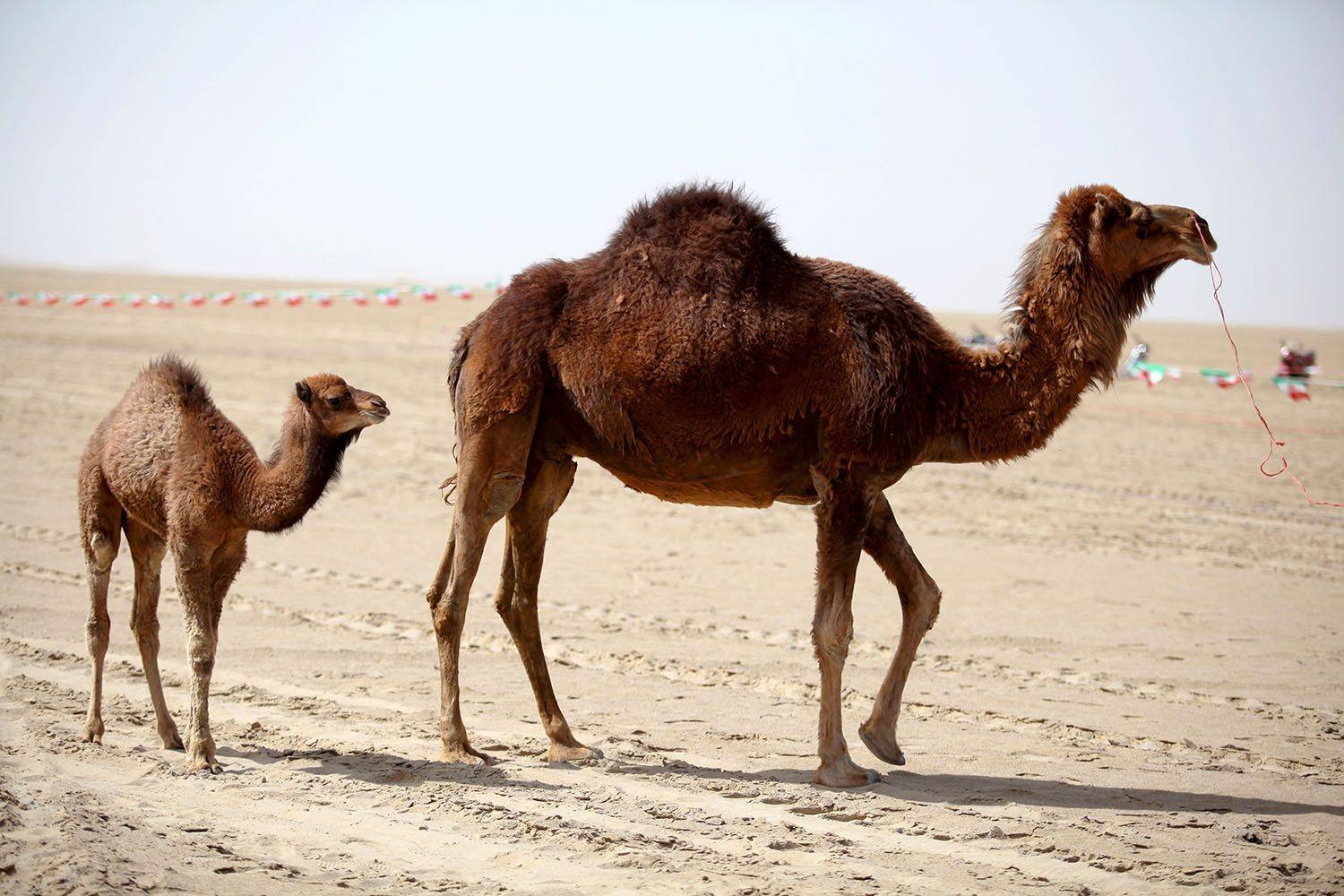 , mehdi karimi souderjani