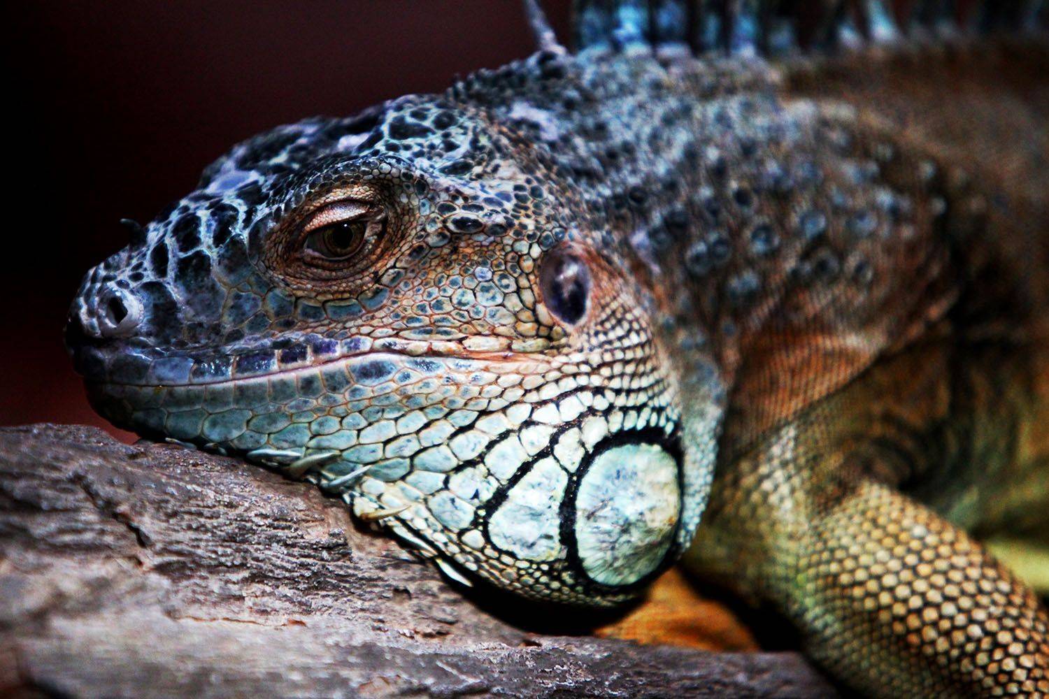 , mehdi karimi souderjani