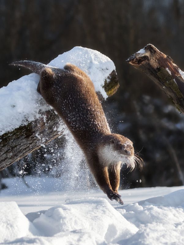 Речная выдра фото превью