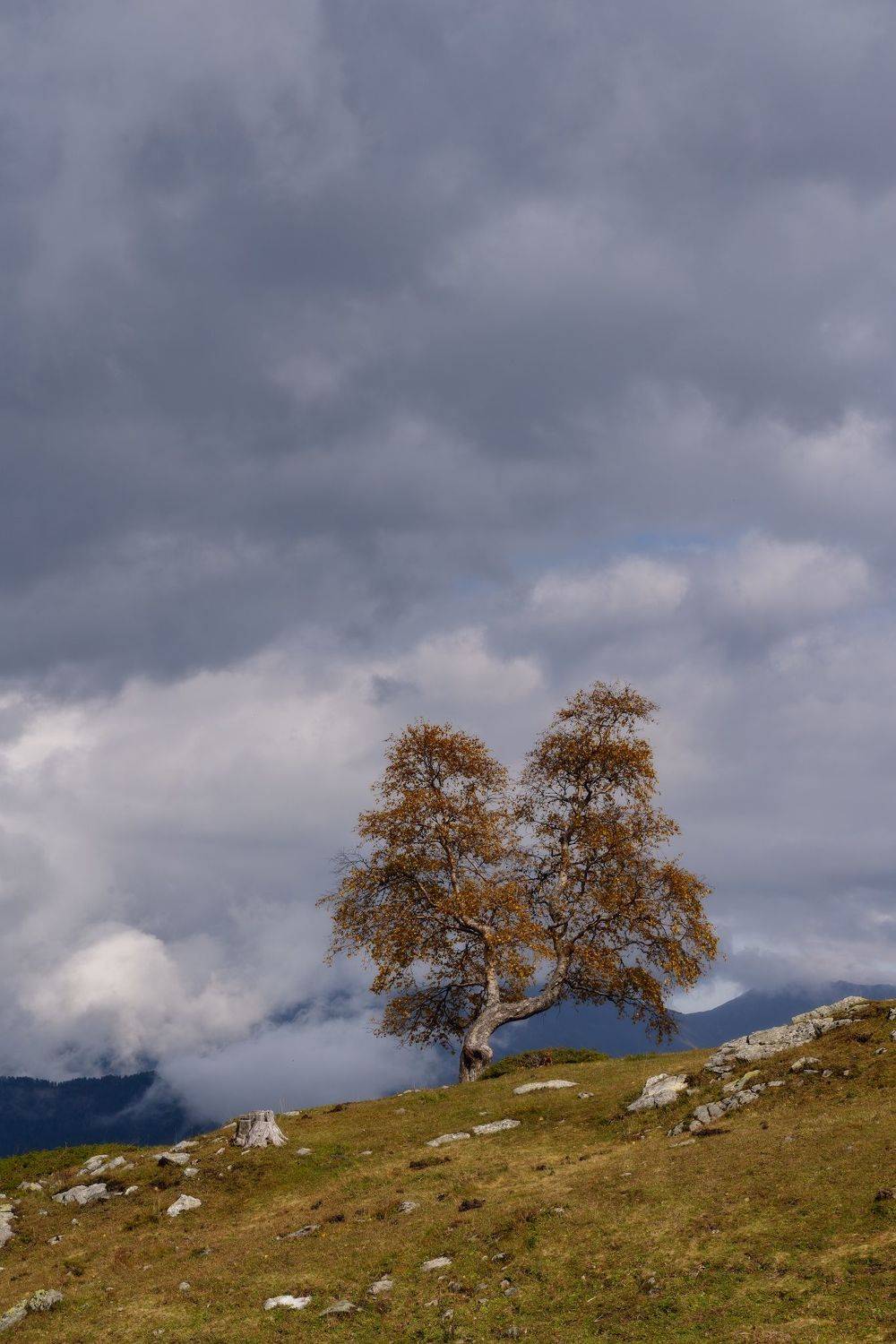 , Юлия Мальцева