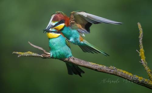 Ну дай мне тебя поцеловать !
