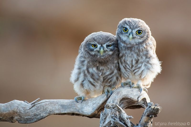 Young Little Owls фото превью