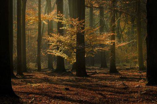 Autumn in forest