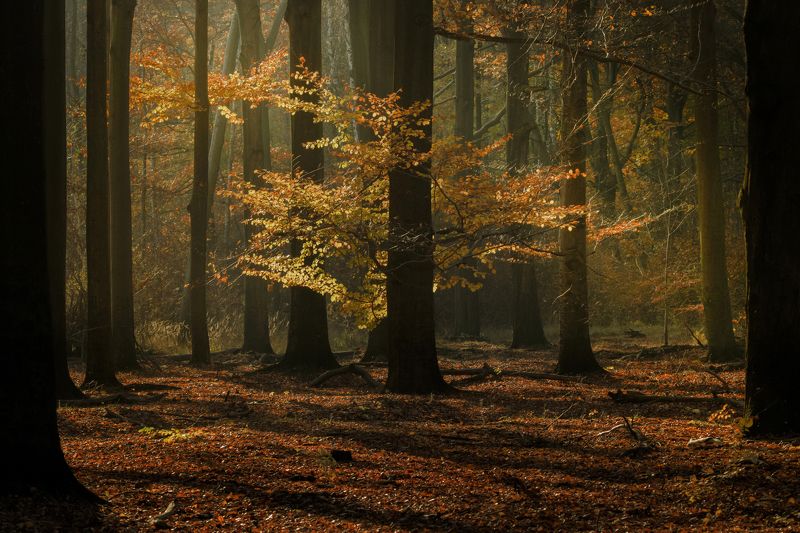 Autumn in forest фото превью