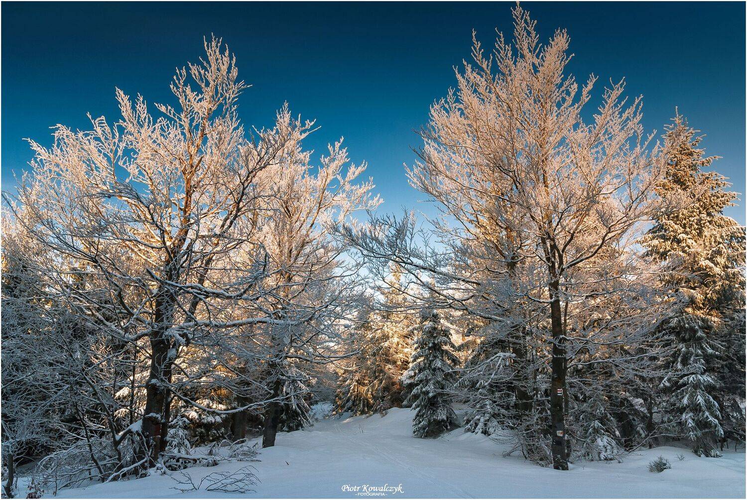 polska, zima, drzewa, Kowalczyk Piotr