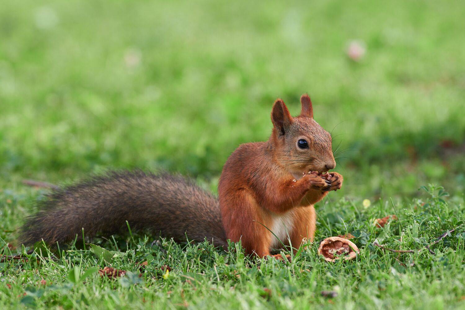 volgograd, russia, wildlife, Sciurus vulgaris, , Сторчилов Павел