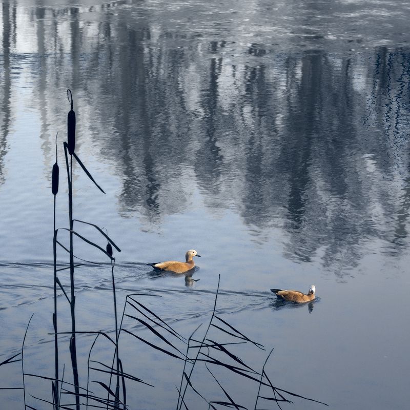 В ожидание весны фото превью