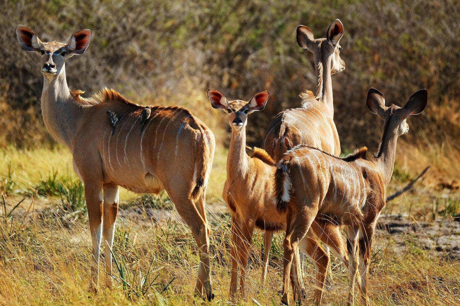, Худзинская Ирина