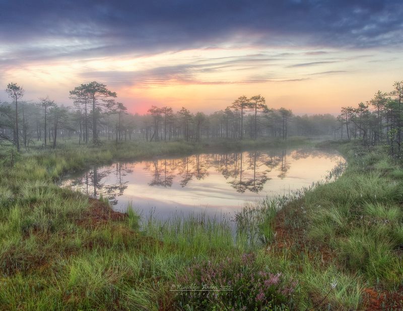 Болотные зарисовки... фото превью
