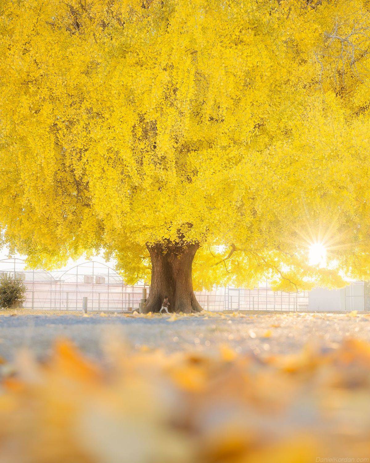 , Даниил Коржонов