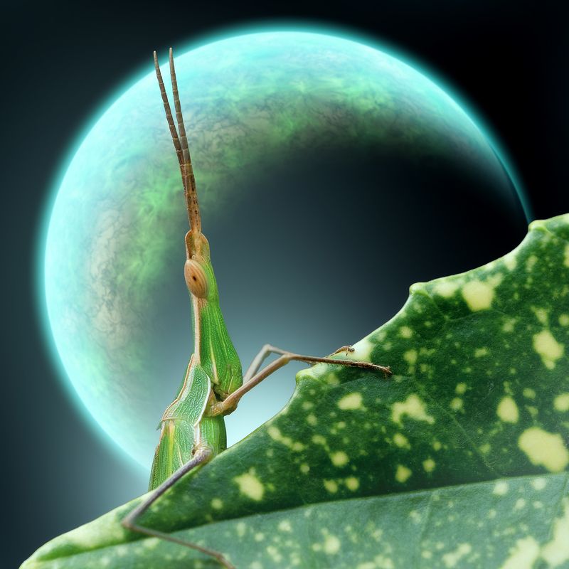 macro, grasshopper, georgia Инопланетянин фото превью