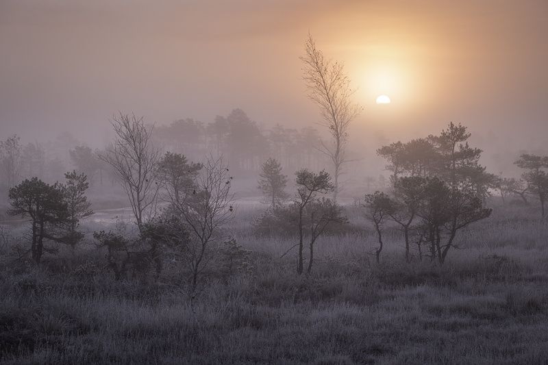 Sunrise on bog фото превью