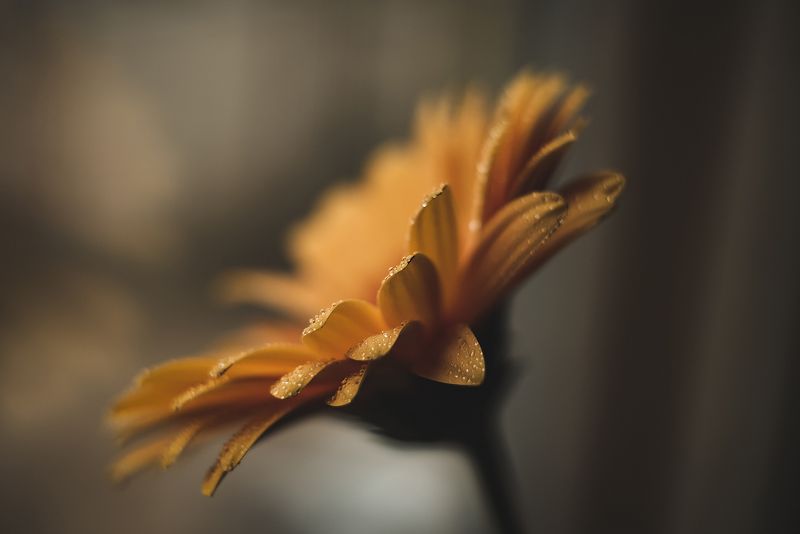 Герберы у окна фото превью