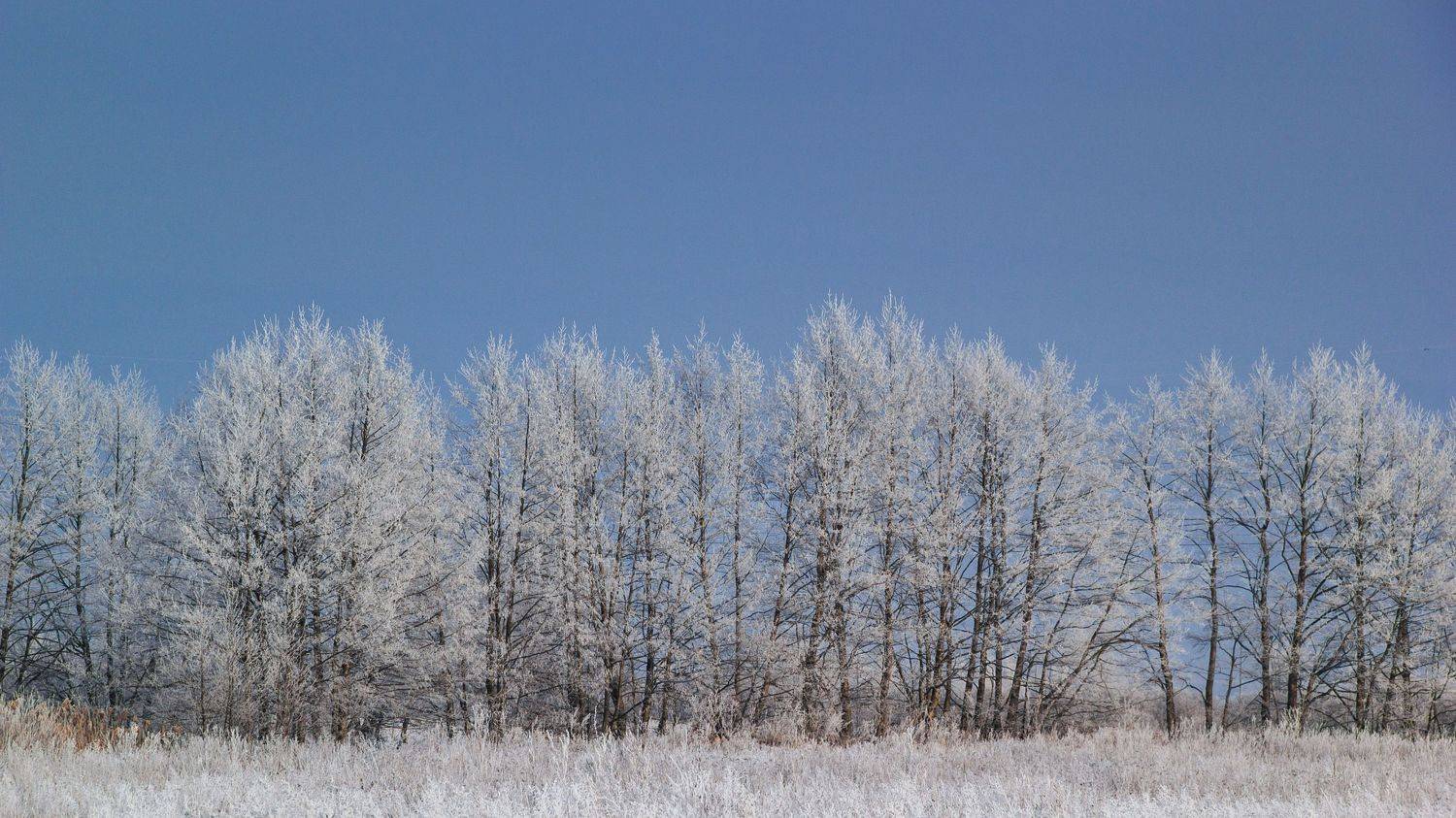 , Елисеев Александр