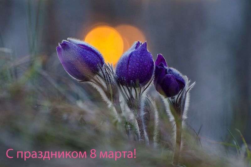 С праздником 8 марта! фото превью