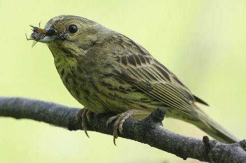 Овсянка мать