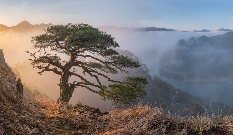 Foggy morning with tree фото превью