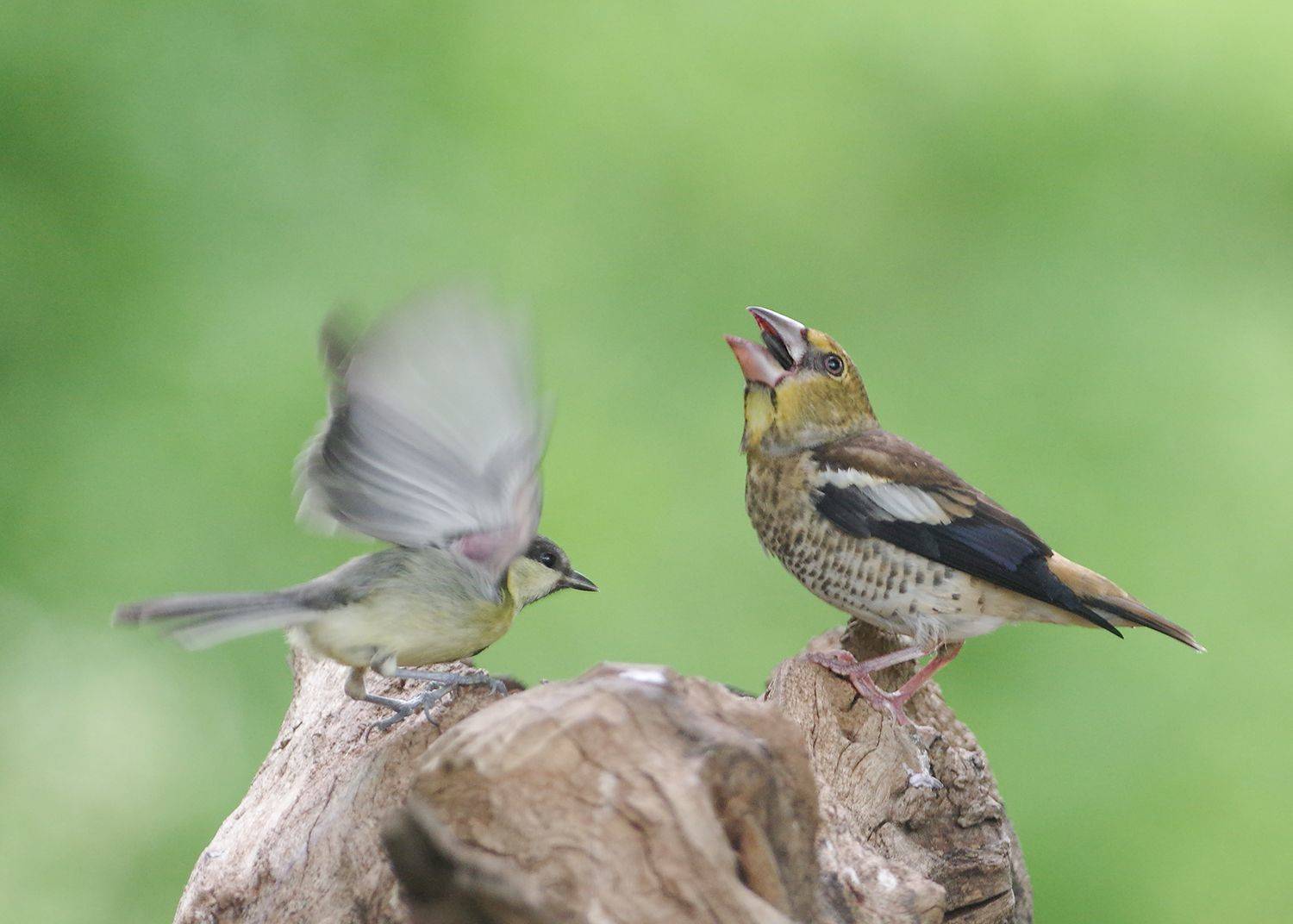 , Евгени Стефанов