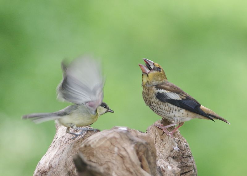 Друзья фото превью