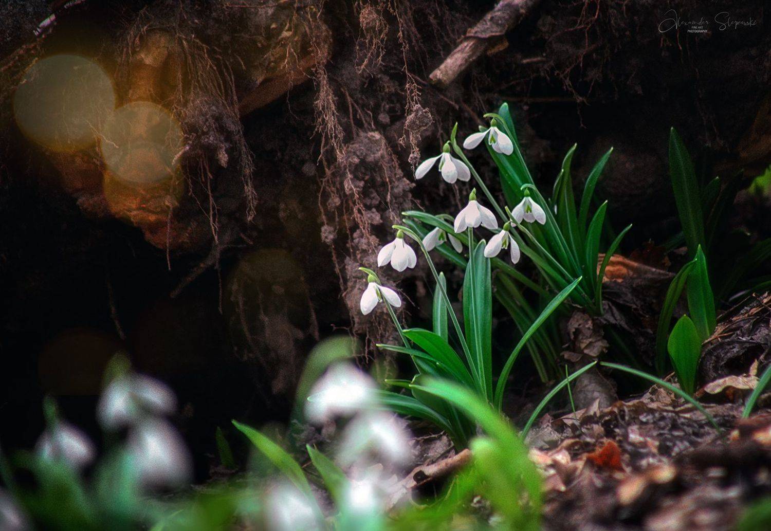 , Alexander Slepcowski