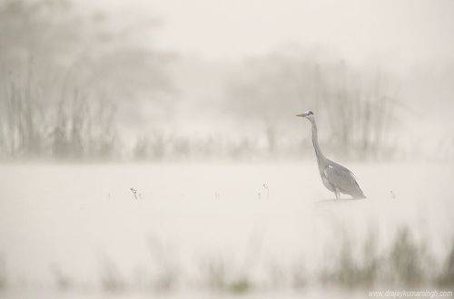 Grey heron