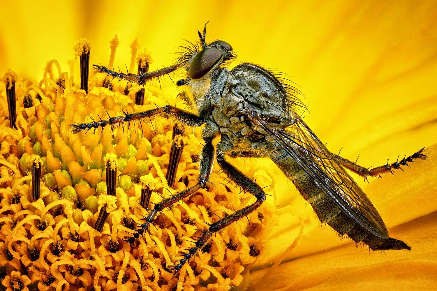 , Антон Финевич