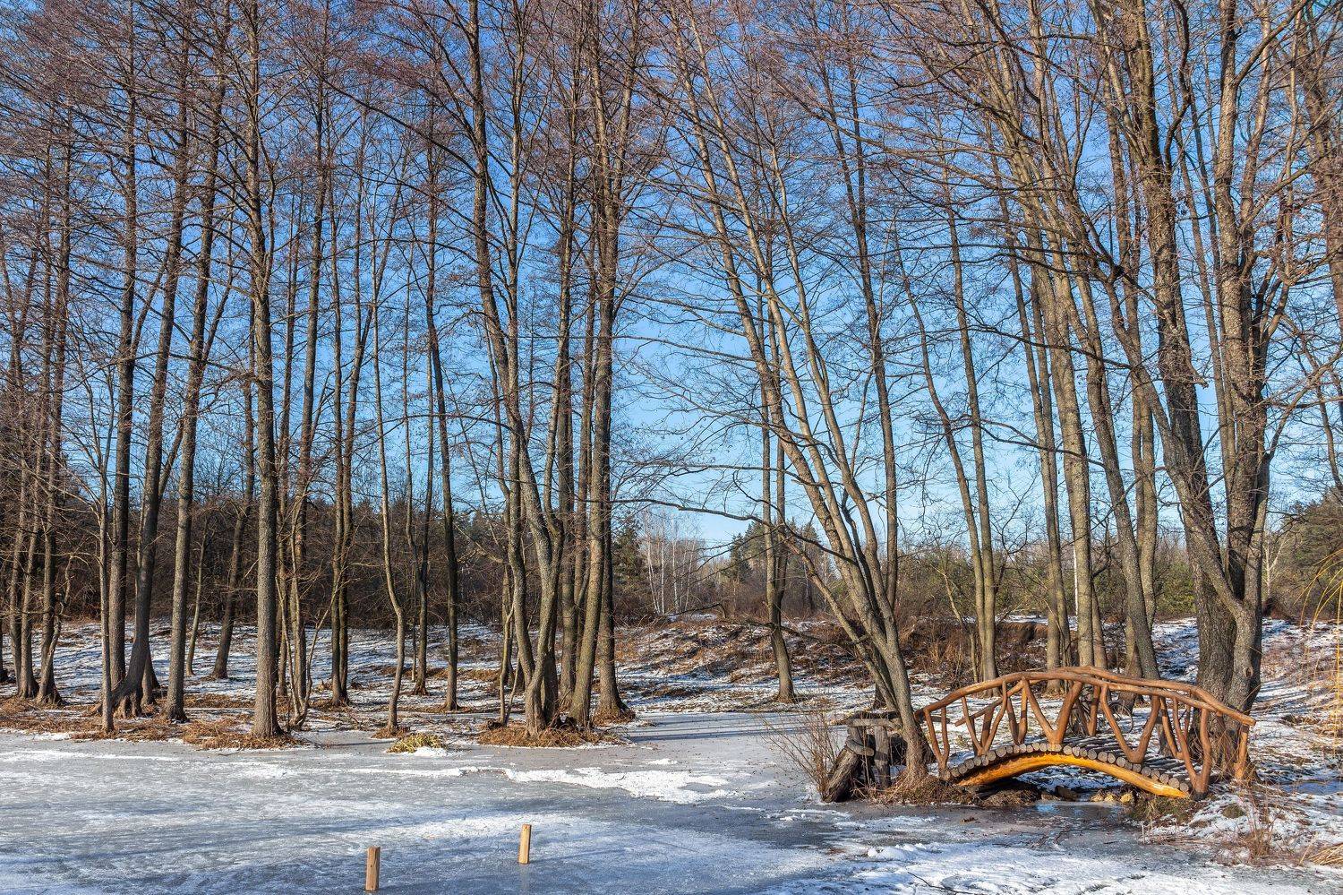 лес, деревья, природа, Востриков Руслан