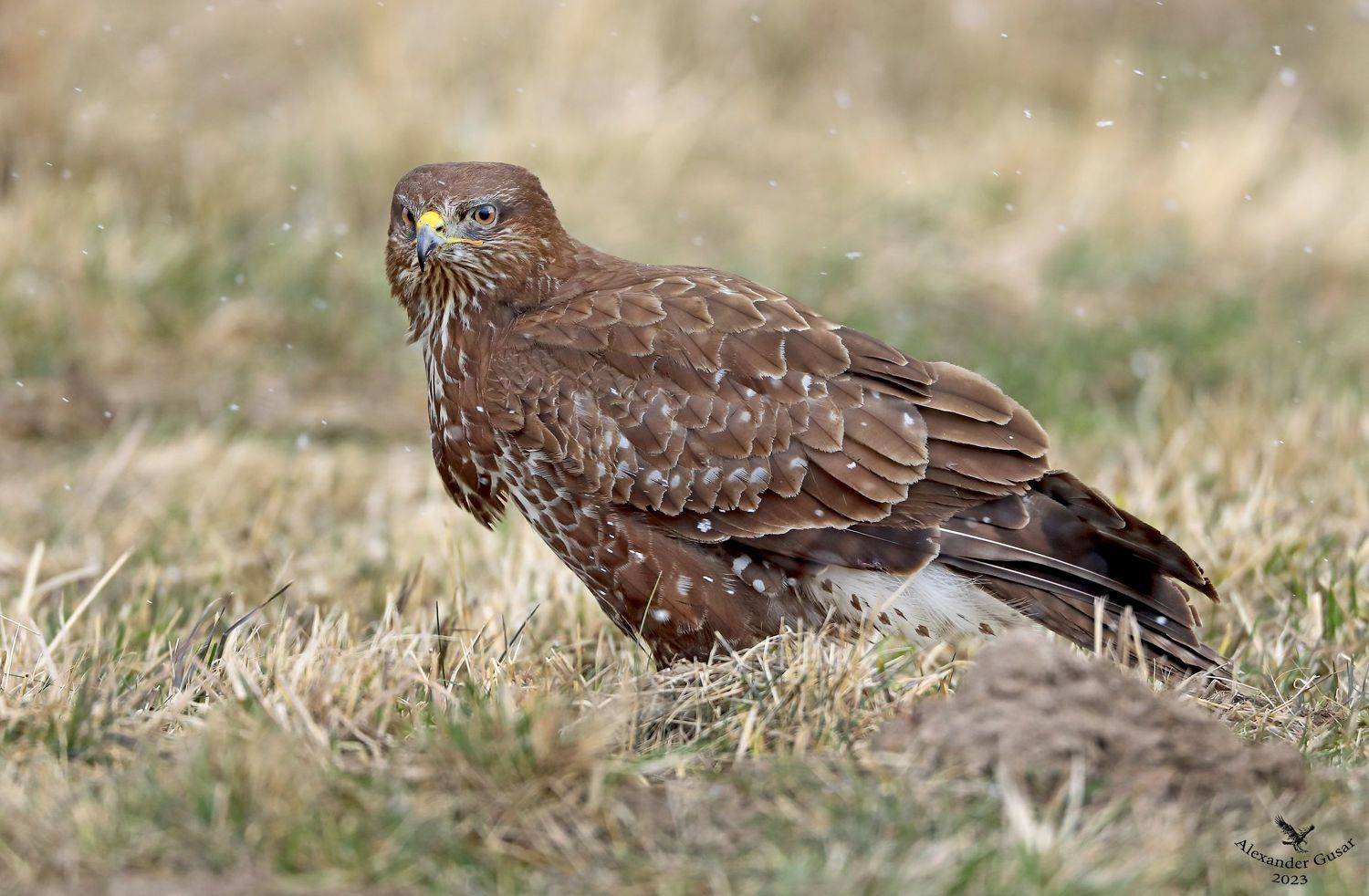 , Гусар Александр