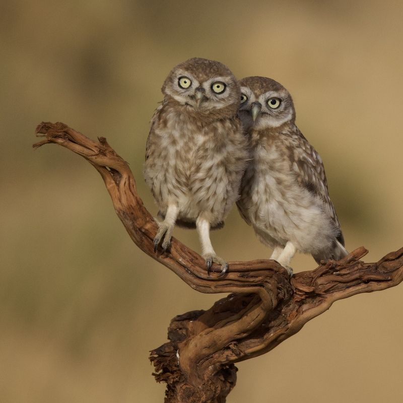 Little owls 