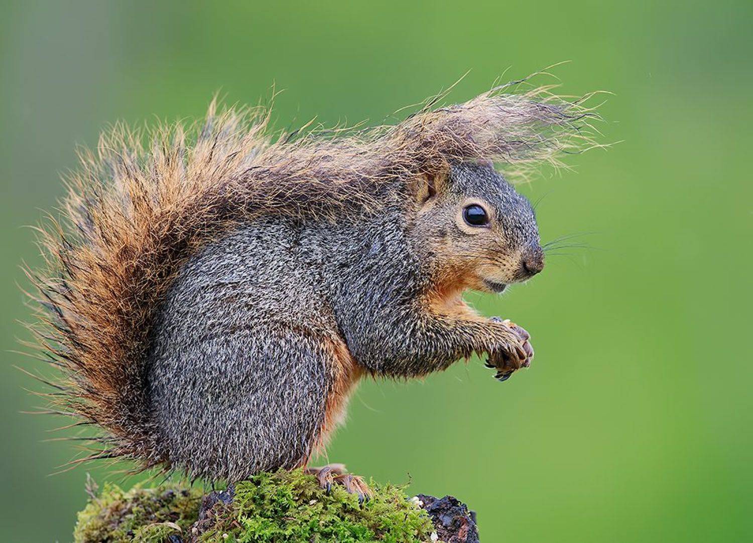белка, squirrel, лисья белка, fox squirrel, животные,animals,  дикие животные, Etkind Elizabeth