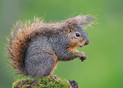 Fox Squirrel - Лисья Белка