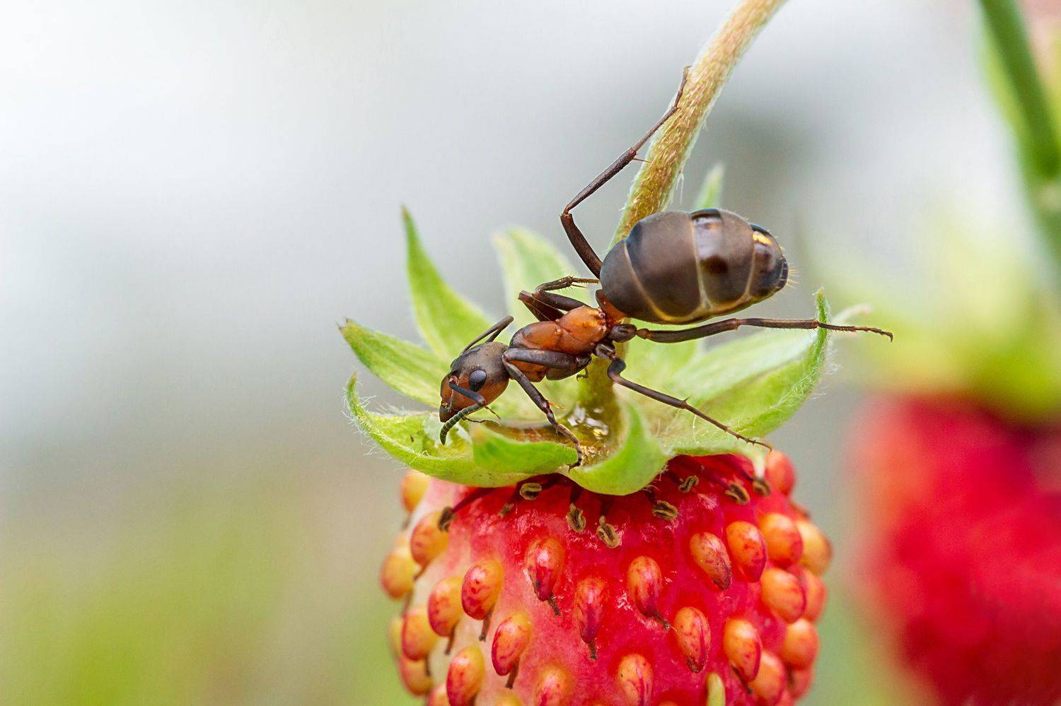 муравьиные истории, муравей, капелька на земляничке, Koledova Irina