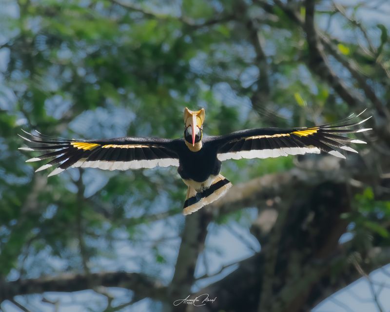 kerala wildlife hornbill india birds I am Coming фото превью