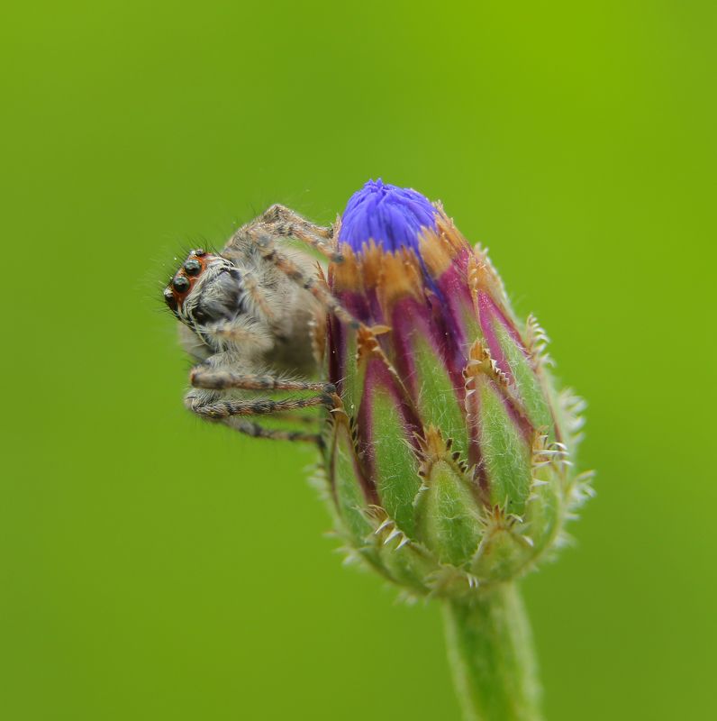 природа, шаварёв, фотография, Мартовский паук. фото превью