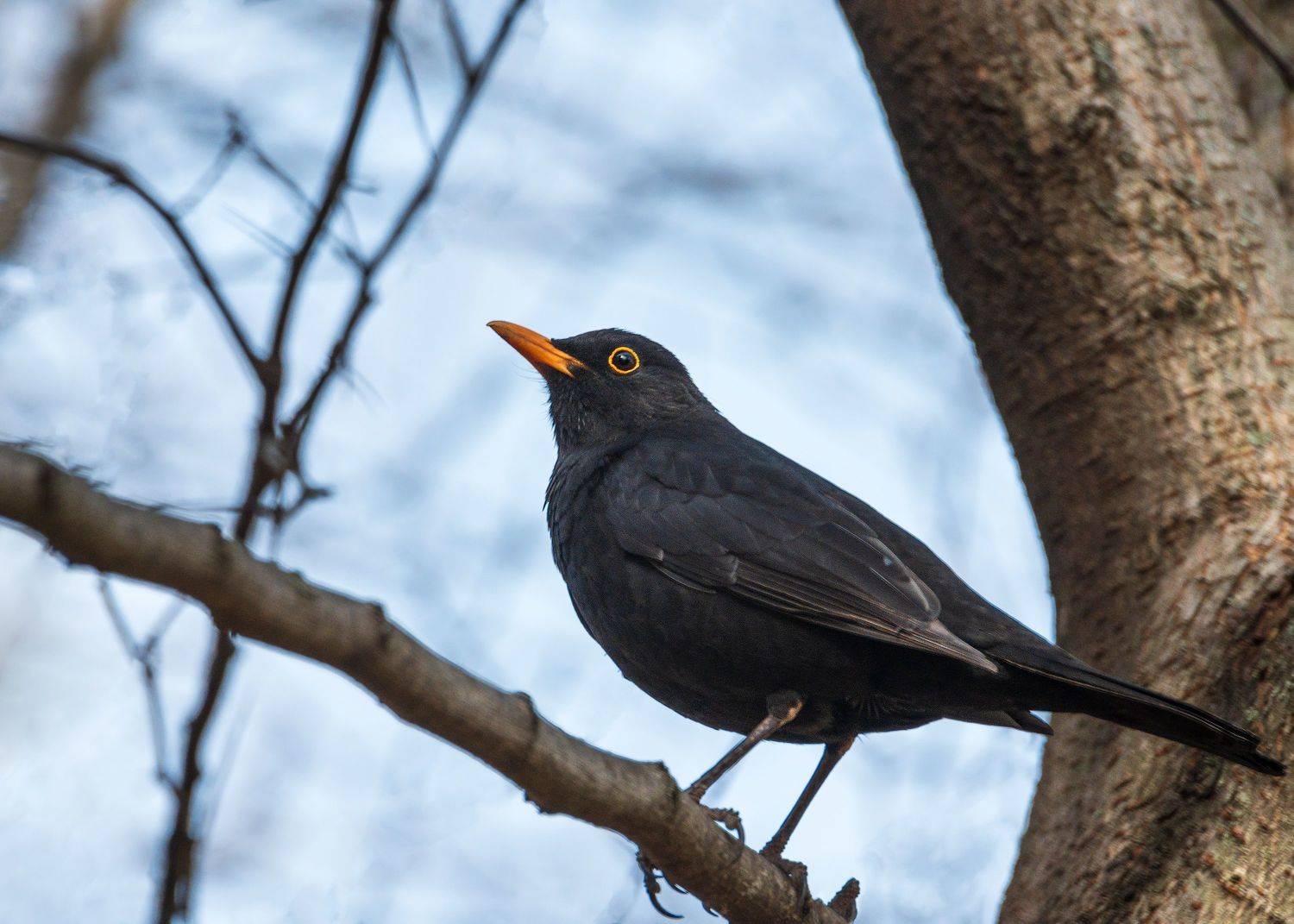 черный дрозд, Алексей Рыльский