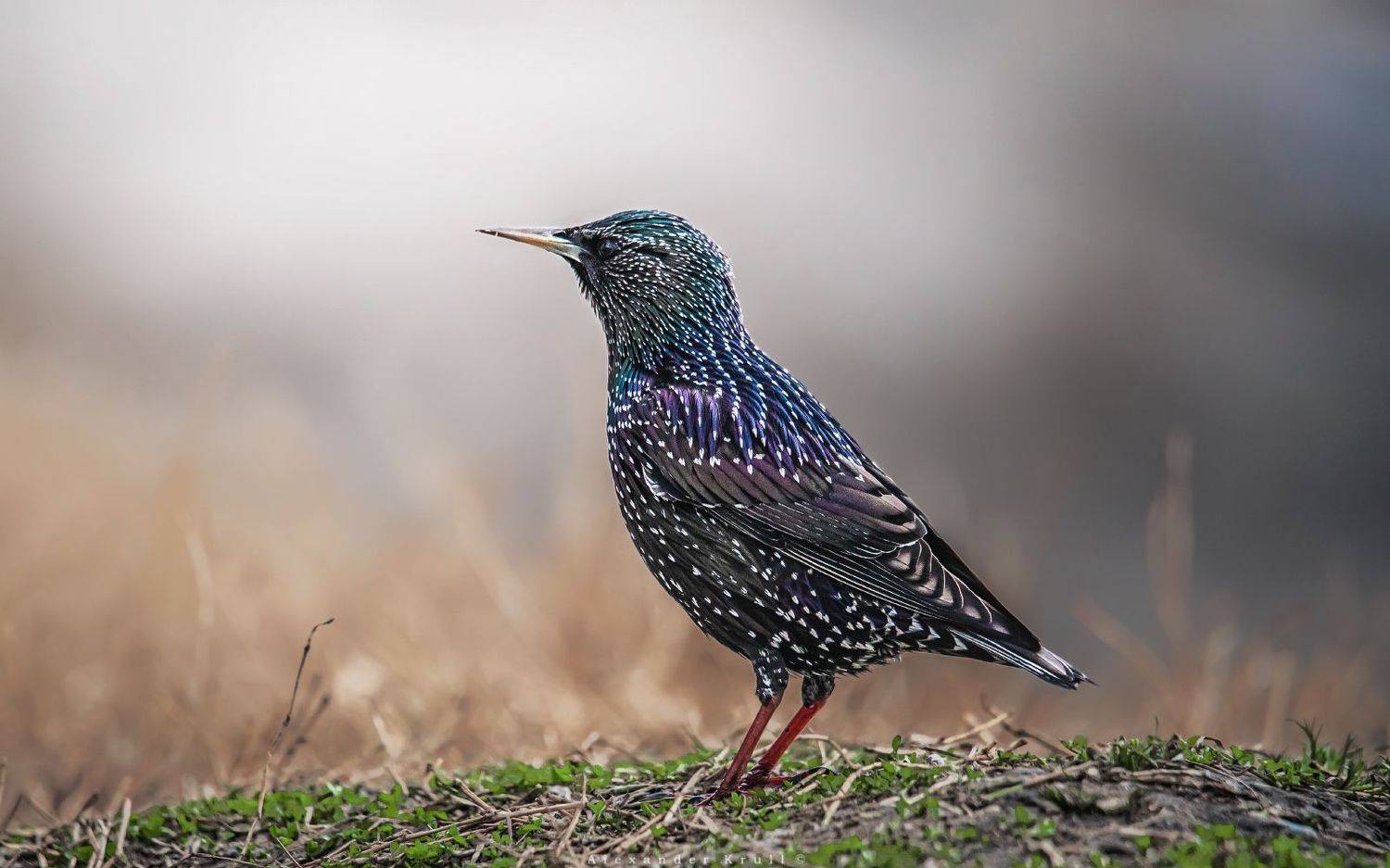 скворец, Круль Александр