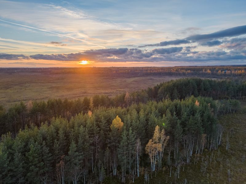 болото, дрон, сестрорецк, ленинградская область, сестрорецкое болото, закат, пейзаж, осень, осенний пейзаж, мини3про, dji, mini3pro Болотная история фото превью