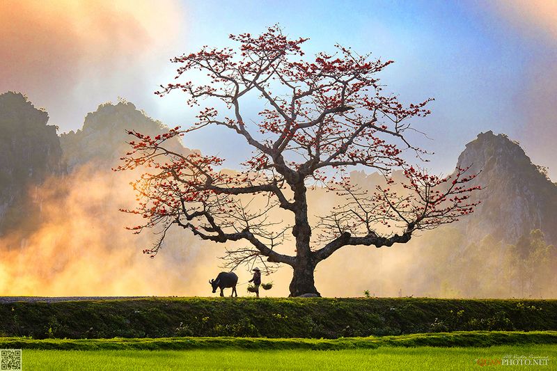 quanphoto, landscape, sunset, sundown, mountains, tree, buffalo, woman, rural, countryside, vietnam Peaceful Hometown фото превью