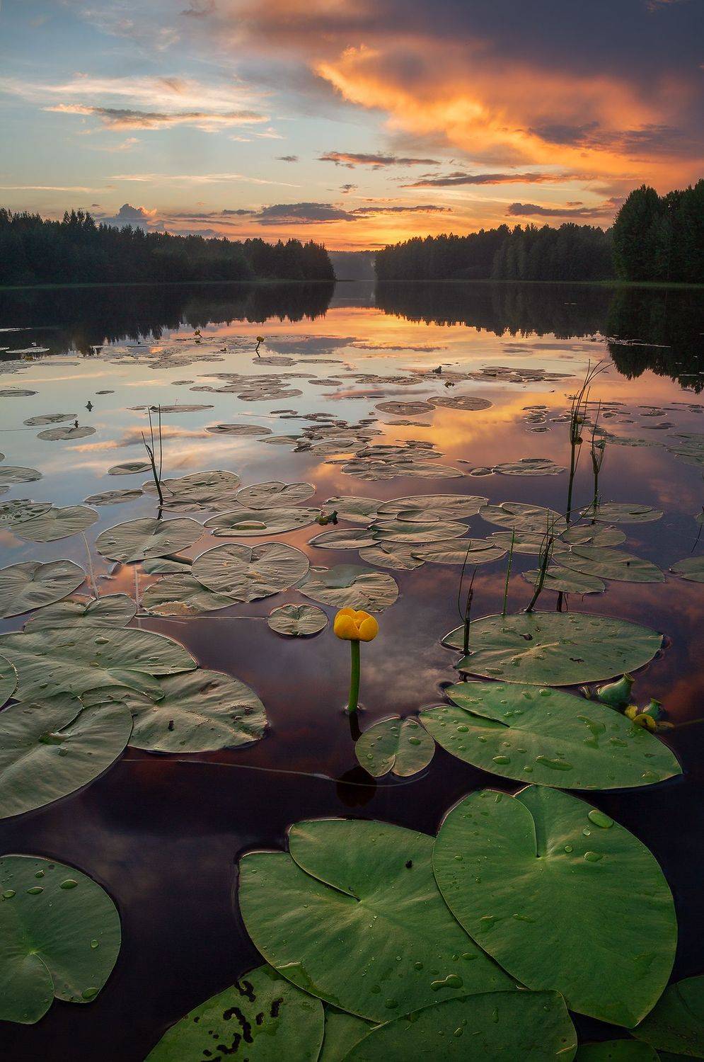 , Константин Маланин