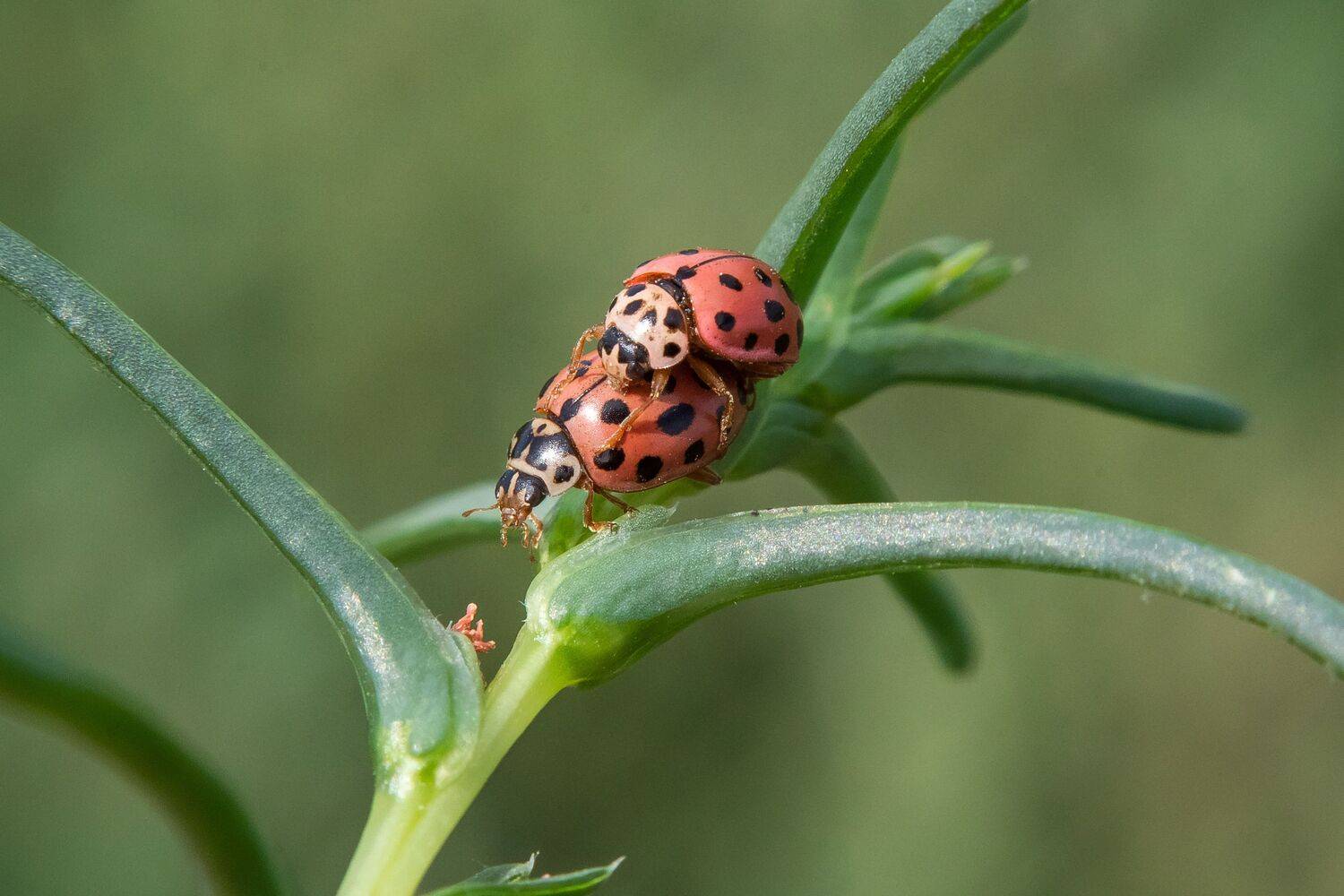volgograd, russia, wildlife, Oenopia conglobata, , Сторчилов Павел