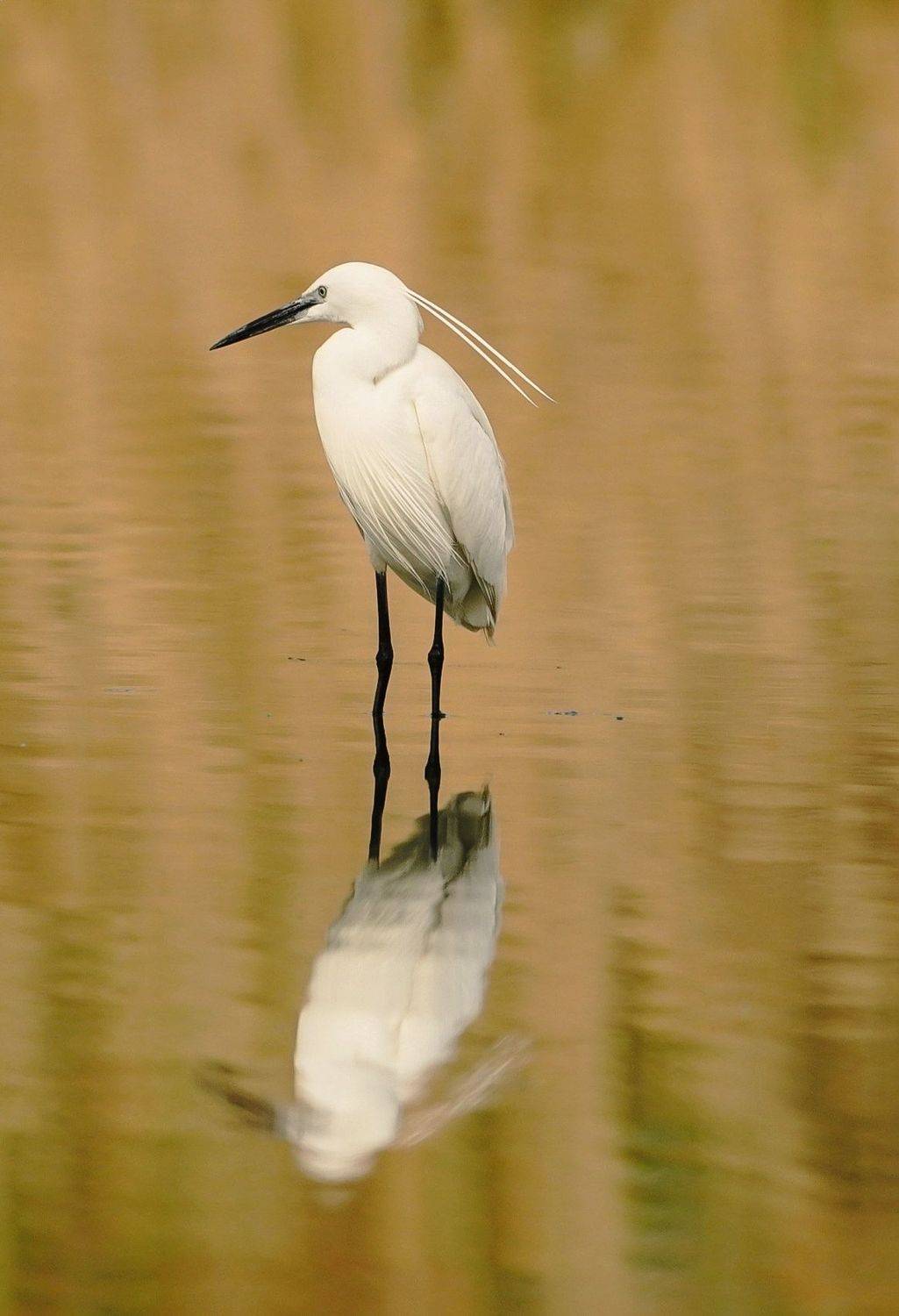 , Красимир Георгиев