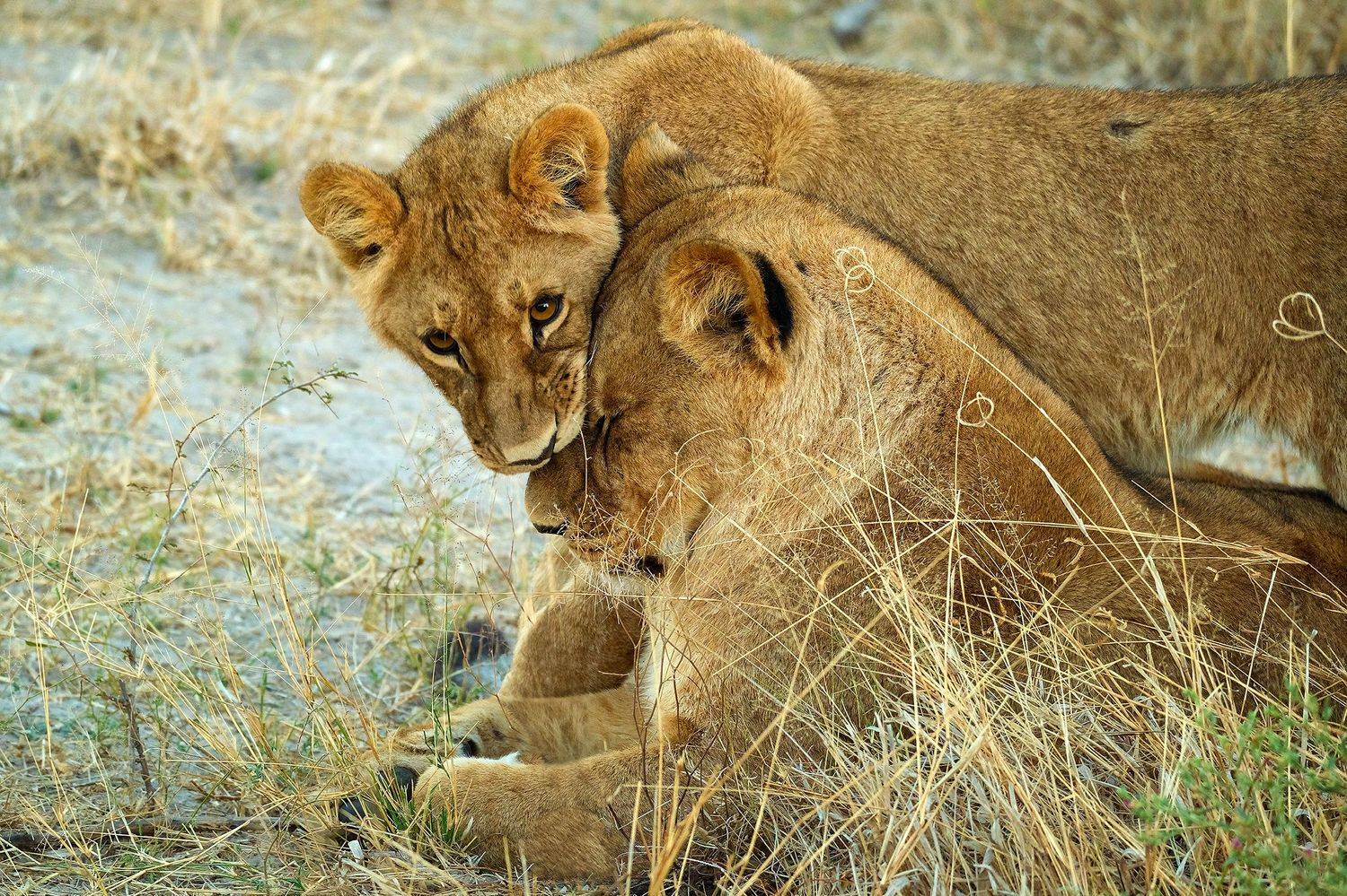 , Худзинская Ирина