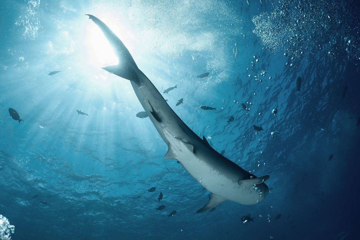 тигровая акула, акула, дайвинг, подводная фотосъемка, фувамула, мальдивы, PAVEL PEREPECHAEV