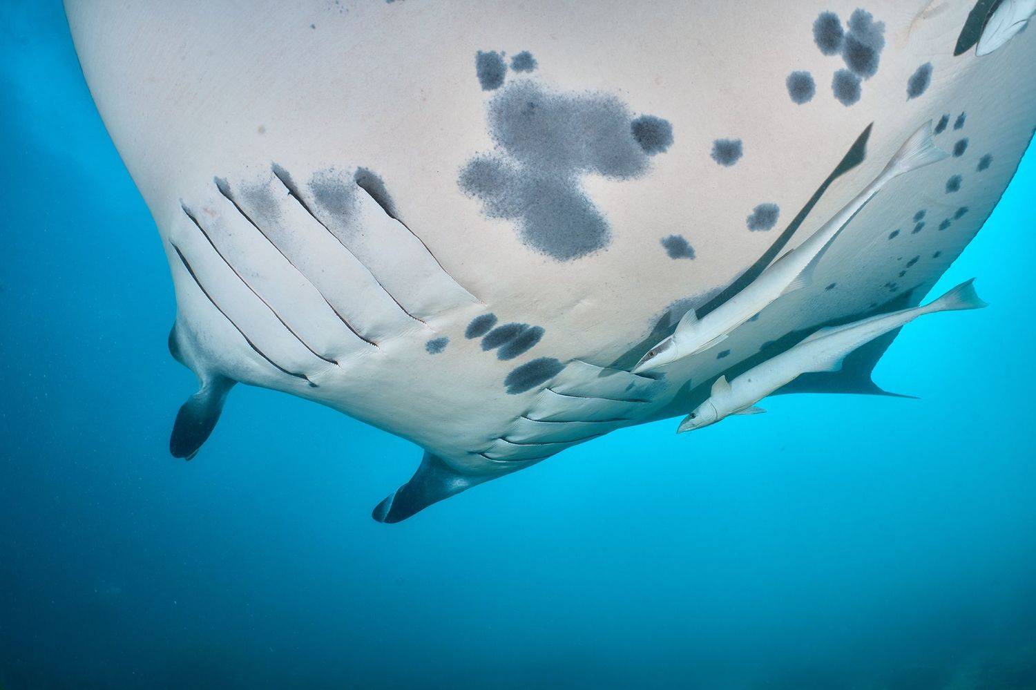 манта, дайвинг, подводная фотосъемка, мальдивы, PAVEL PEREPECHAEV