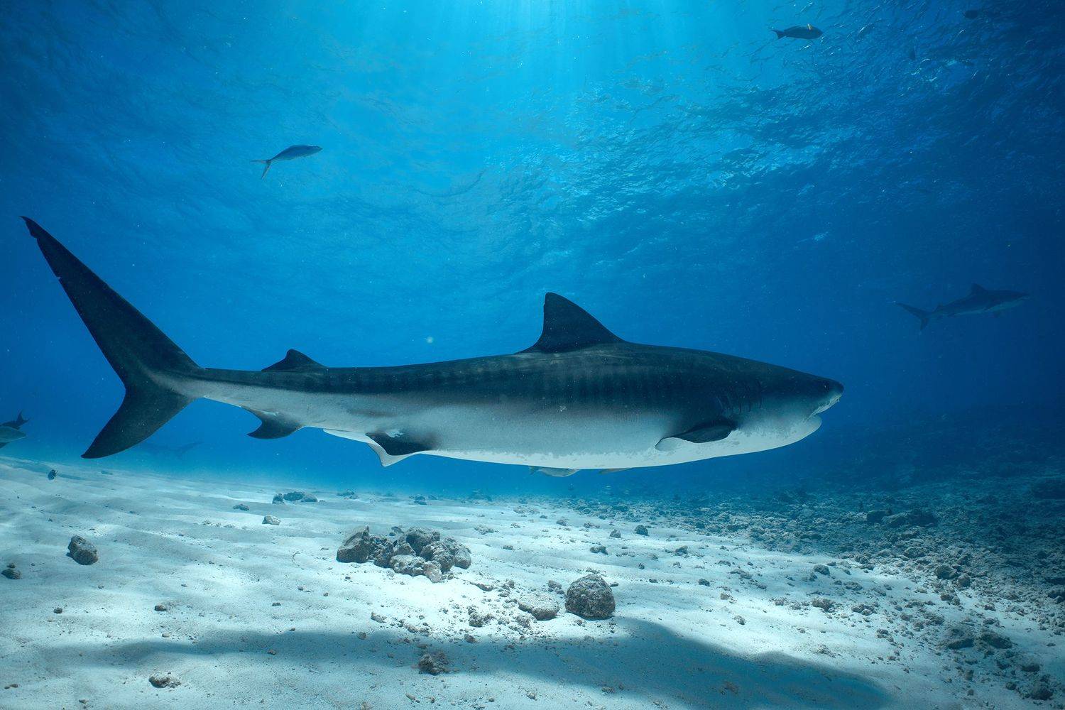 тигровая акула, акула, дайвинг, подводная фотосъемка, PAVEL PEREPECHAEV