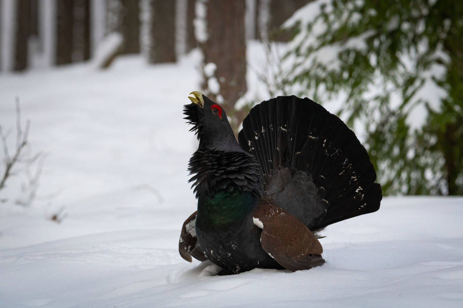 глухарь, зима, заповедник, лес, Степанова Татьяна