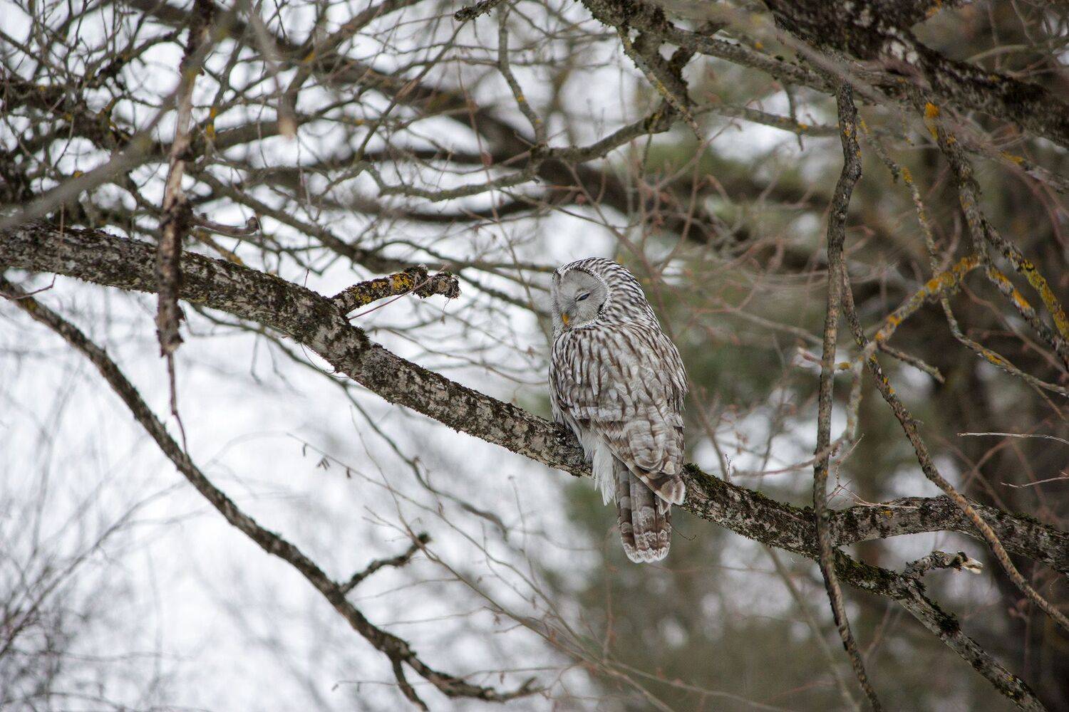сова, длиннохвостая_неясыть, strix_uralensis, КарОл
