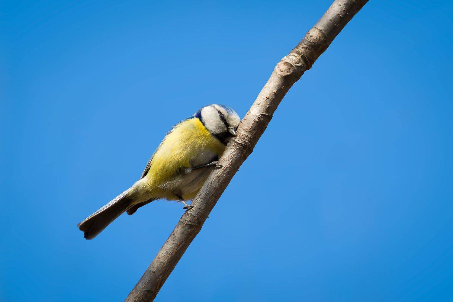 синица, blue tit, bird, animal, , Tonova Vania